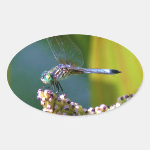 Sticker Ovale Dragonfly aux yeux turquoises