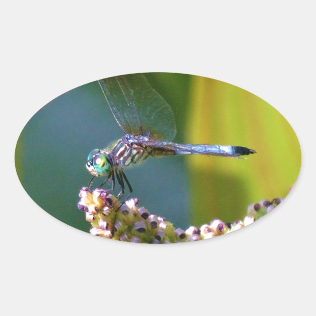 Sticker Ovale Dragonfly aux yeux turquoises (Devant)