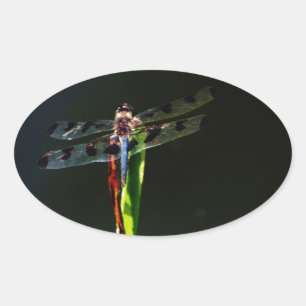 Sticker Ovale Dragonfly bleu et noir sur gazon vert et rouge