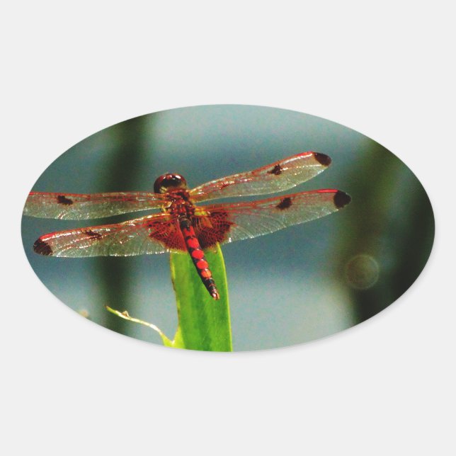 Sticker Ovale Dragonfly rouge et noire tachetée (Devant)
