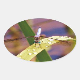 Sticker Ovale Dragonfly sur la feuille de pluie
