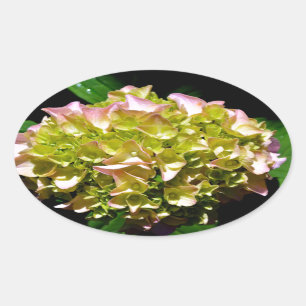 Sticker Ovale Elégantes hydrangées florales vertes et douces