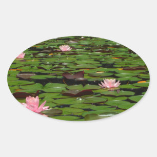 Sticker Ovale Etang de fleurs de lys d'eau rose