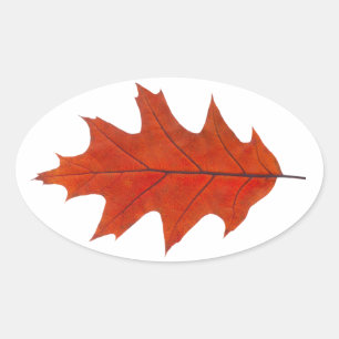 Sticker Ovale feuille d'automne de chêne rouge