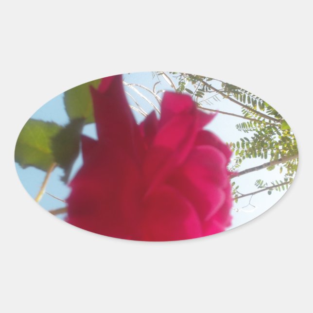 Sticker Ovale Fleur céleste : Un Rose contre le ciel (Devant)