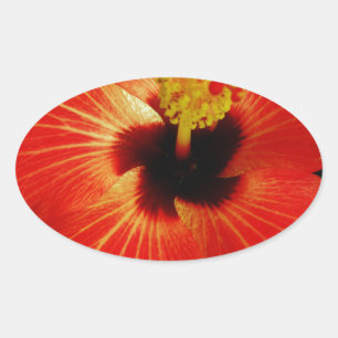 Sticker Ovale Fleur d'Hibiscus rouge-orange