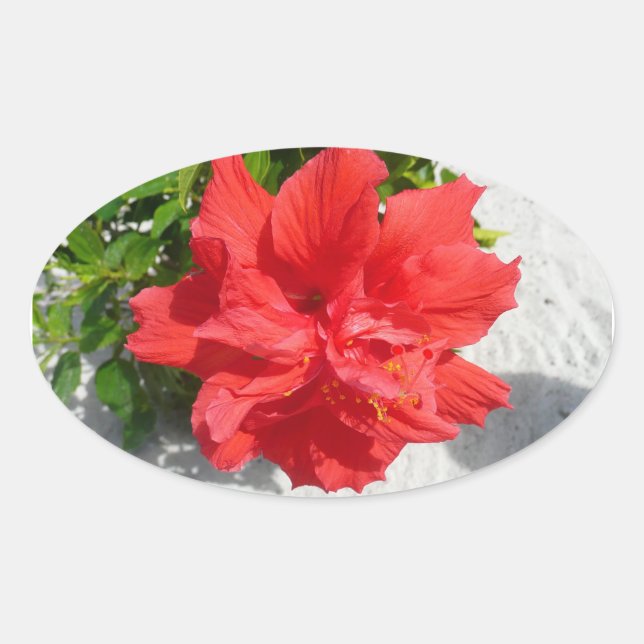 Sticker Ovale Fleur double hibiscus rouge (Devant)