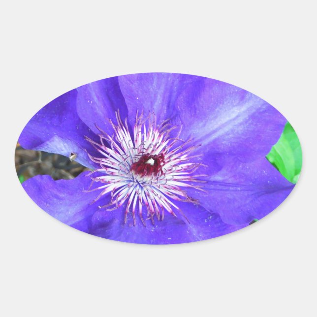 Sticker Ovale Fleur violette Clematis (Devant)