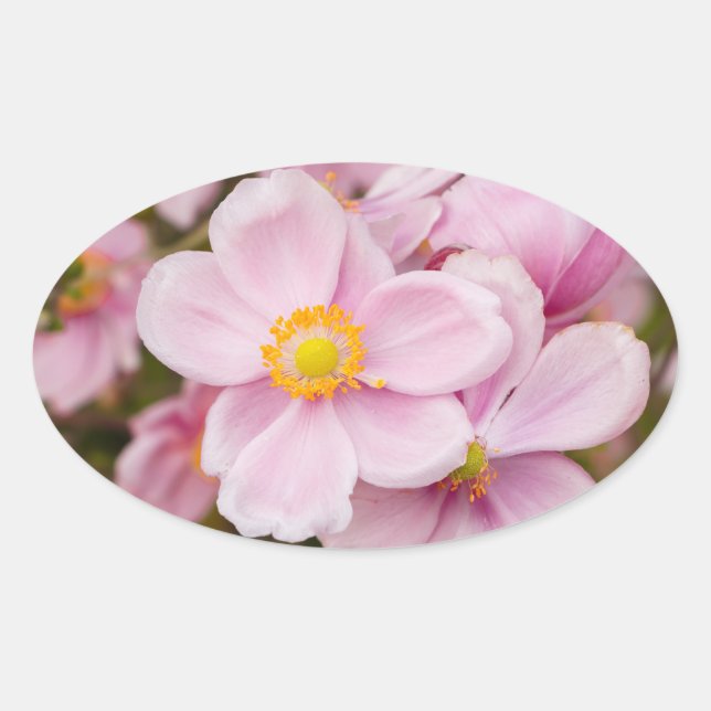 Sticker Ovale Fleurs de l'anémone japonaise (Devant)