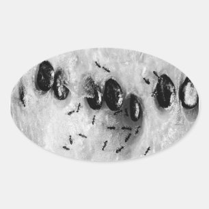 Sticker Ovale fourmis de surf