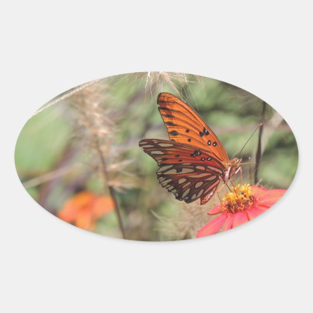 Sticker Ovale Fritillaire du Golfe sur Zinnia (Devant)