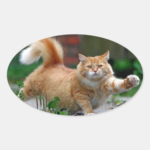 Sticker Ovale Grand gros chat orange