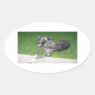 Sticker Ovale grande merle bleu dane pondre
