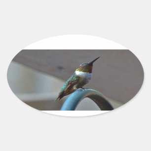 Sticker Ovale Green ruby little hummingbird