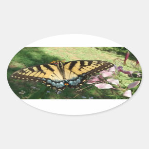 Sticker Ovale Gros plan de Tiger Swallowtail à côté de Cleome