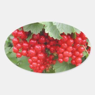 Sticker Ovale Groseilles rouges sur le plante. Feuilles de vert