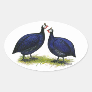 Sticker Ovale Guineas Royal Purple Pair