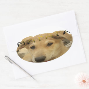 Sticker Ovale "Hakuna Matata Pup" - Insouciant Amour des chiots
