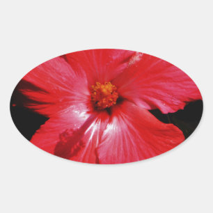 Sticker Ovale Hibiscus rouge
