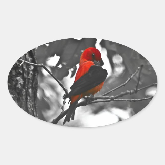 Sticker Ovale Homme Scarlet Tanager (Devant)