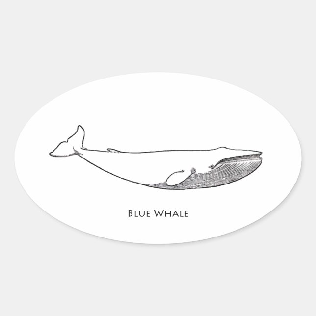 Sticker Ovale Illustration de la baleine bleue (art linéaire) (Devant)
