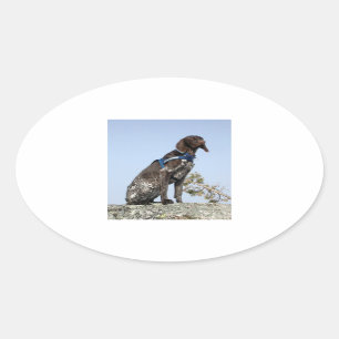 Sticker Ovale indicateur allemand sitting.png de shorthair