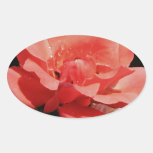 Sticker Ovale Joli rose rose Peach floral