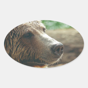 Sticker Ovale Jolie nature adorable Ours Visage animal