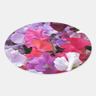 Sticker Ovale Le pois doux de rose, pourpre et blanc fleurit en