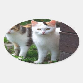 Sticker Ovale Les chats jouent