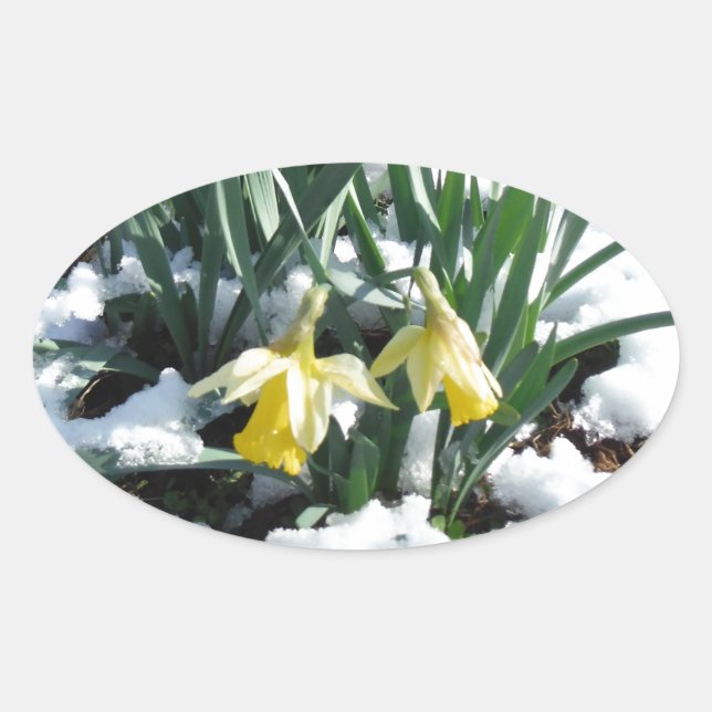 Sticker Ovale Les jonquilles jaunes dans la neige (Devant)