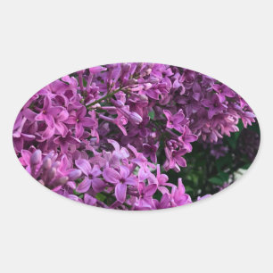 Sticker Ovale lilas rose violet   photo florale rose romantique