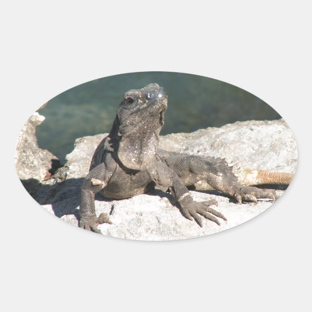 Sticker Ovale Lizard (Devant)