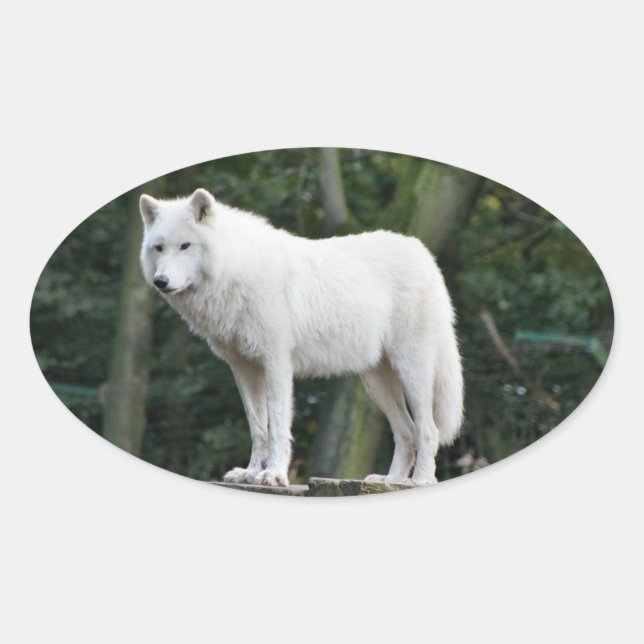 Sticker Ovale Loup blanc impressionnant (Devant)