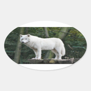 Sticker Ovale Loup blanc impressionnant
