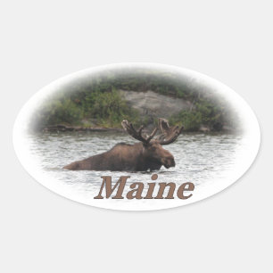 Sticker Ovale Maine Bull Moose