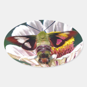Sticker Ovale Mois des colibris