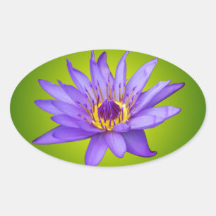 Sticker Ovale Nymphéa Fleur Étang Aquatique Fleur d'eau Violette