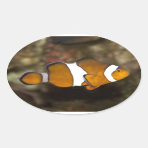 Sticker Ovale Ocellaris Clowfish