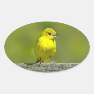 Sticker Ovale Orchard Oriole - Photo originale