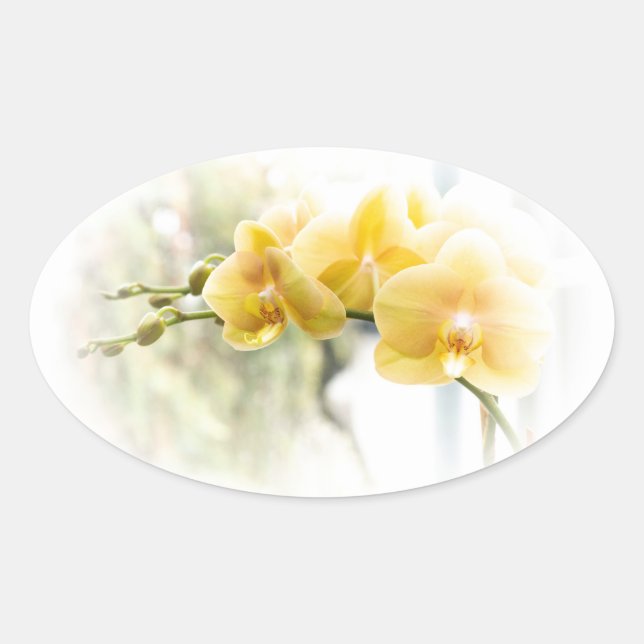 Sticker Ovale Orchidée à papillon jaune sous le soleil (Devant)
