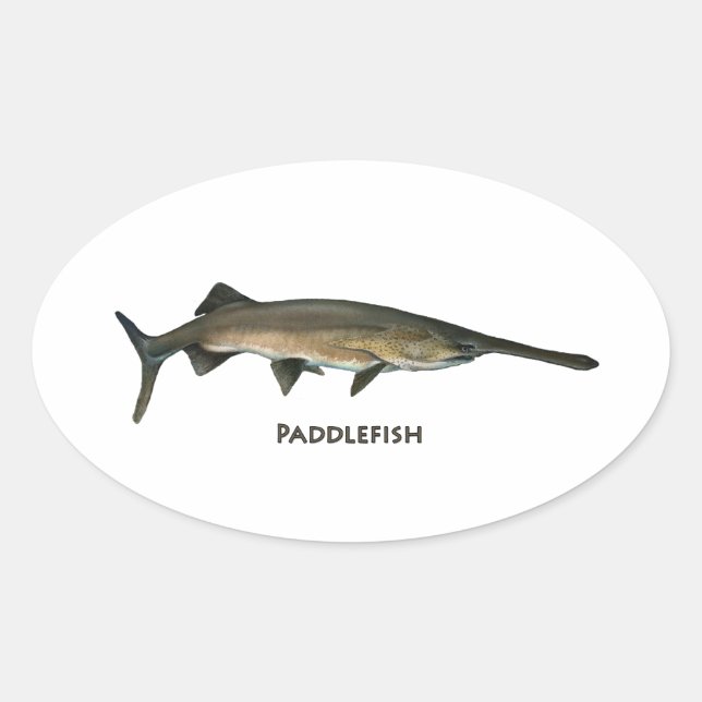 Sticker Ovale Paddle (Devant)