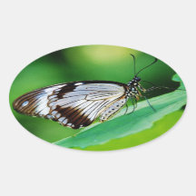 Papillon Brown foncé et gris