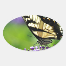 Papillon jaune et noir sur lavande
