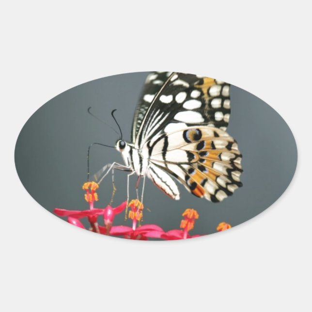 Sticker Ovale Papillon noir et jaune blanc sur Fleurs roses (Devant)