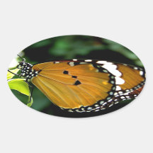 Papillon orange, noir et blanc sur feuille