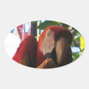 Sticker Ovale Parrot Macaw Scarlet Manger Toast