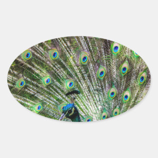 Sticker Ovale Peacock étonnant et plumes accessoires photo