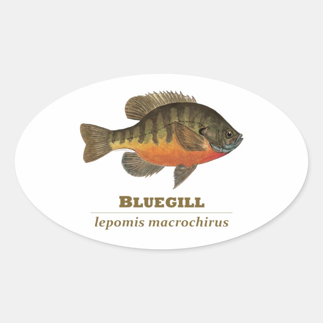 Sticker Ovale Pêche à la daurade bleue (Devant)