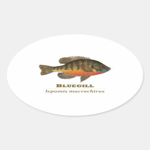 Sticker Ovale Pêche à la daurade bleue